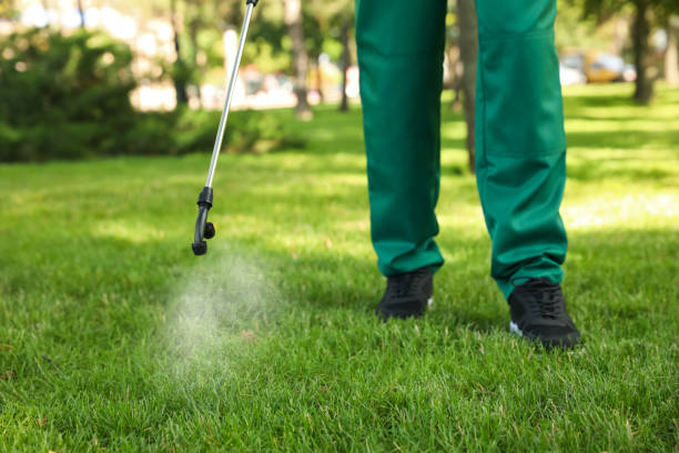 Best Wasp Removal Services  in Auburn, CA