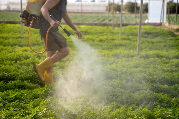 Best Pest Inspection Near Me  in Auburn, CA