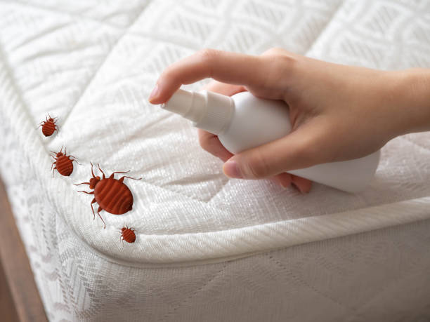 Professional Pest Control in Auburn, CA